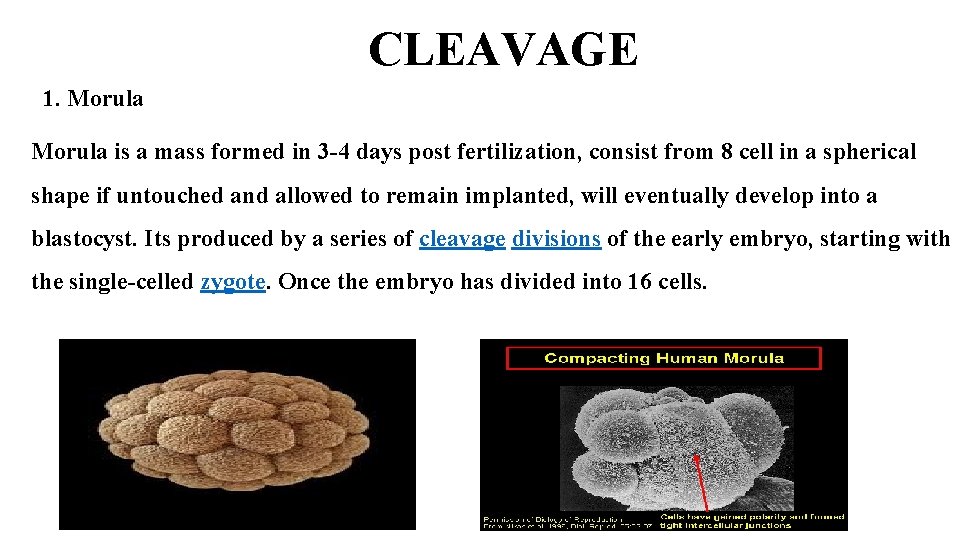 CLEAVAGE 1. Morula is a mass formed in 3 -4 days post fertilization, consist