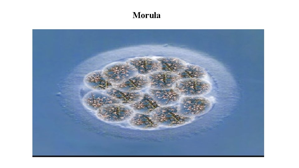 Morula 