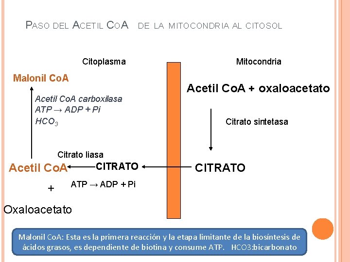 PASO DEL ACETIL COA DE LA MITOCONDRIA AL CITOSOL Citoplasma Mitocondria Malonil Co. A