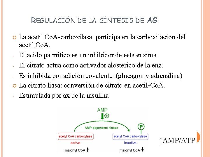 REGULACIÓN DE LA SÍNTESIS DE AG - La acetil Co. A-carboxilasa: participa en la