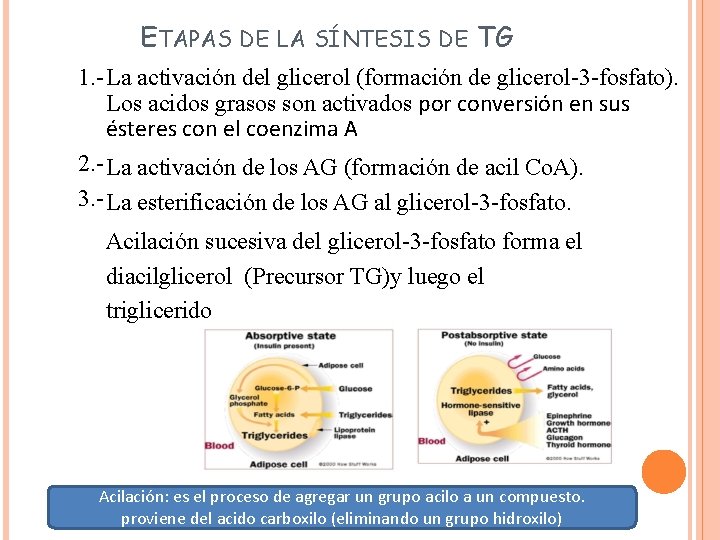 ETAPAS DE LA SÍNTESIS DE TG 1. - La activación del glicerol (formación de