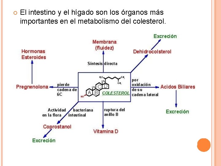  El intestino y el hígado son los órganos más importantes en el metabolismo