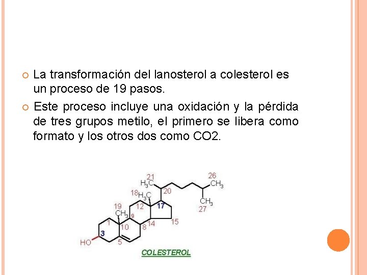 La transformación del lanosterol a colesterol es un proceso de 19 pasos. Este proceso