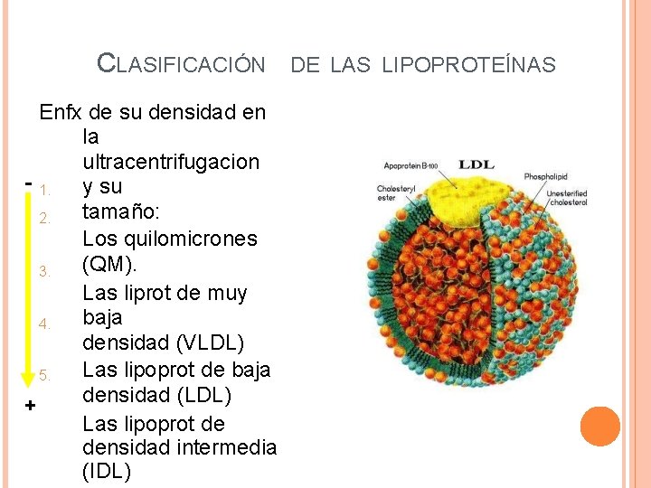 CLASIFICACIÓN Enfx de su densidad en la ultracentrifugacion - 1. y su tamaño: 2.