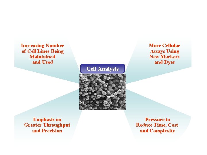 Increasing Number of Cell Lines Being Maintained and Used More Cellular Assays Using New