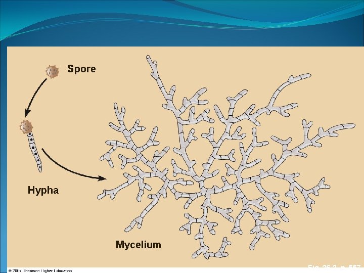 Micelio Spore Hypha Mycelium Fig. 26 -2, p. 557 