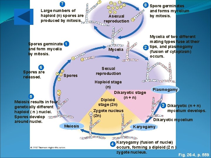 7 Large numbers of haploid (n) spores are produced by mitosis. Spores germinate 1