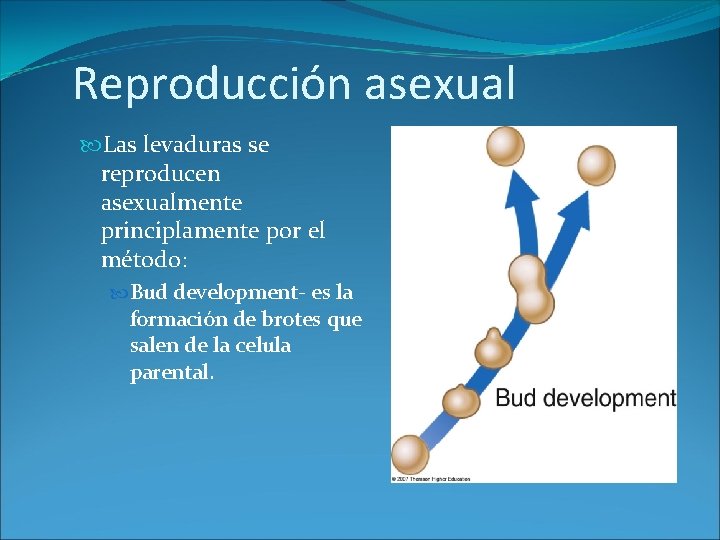 Reproducción asexual Las levaduras se reproducen asexualmente principlamente por el método: Bud development- es