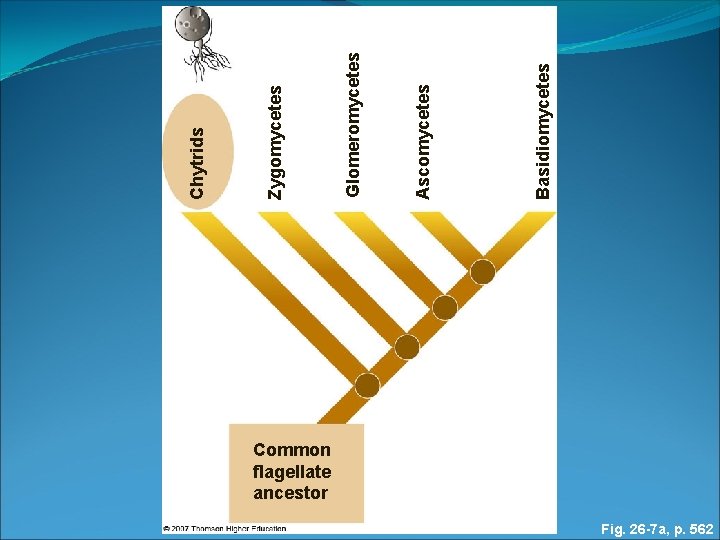 Common flagellate ancestor Fig. 26 -7 a, p. 562 Basidiomycetes Ascomycetes Glomeromycetes Zygomycetes Chytrids