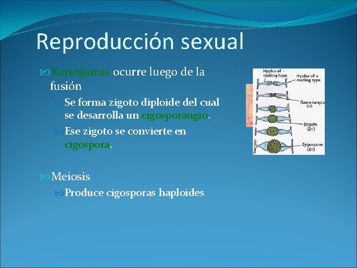 Reproducción sexual Kariogamia ocurre luego de la fusión Se forma zigoto diploide del cual