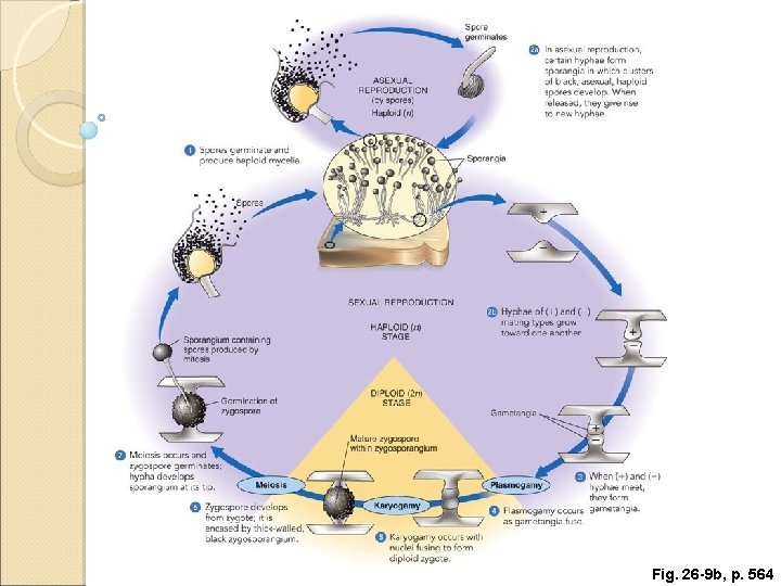 Fig. 26 -9 b, p. 564 