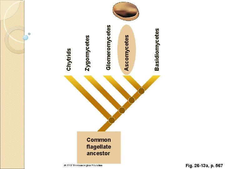 Common flagellate ancestor Fig. 26 -13 a, p. 567 Basidiomycetes Ascomycetes Glomeromycetes Zygomycetes Chytrids