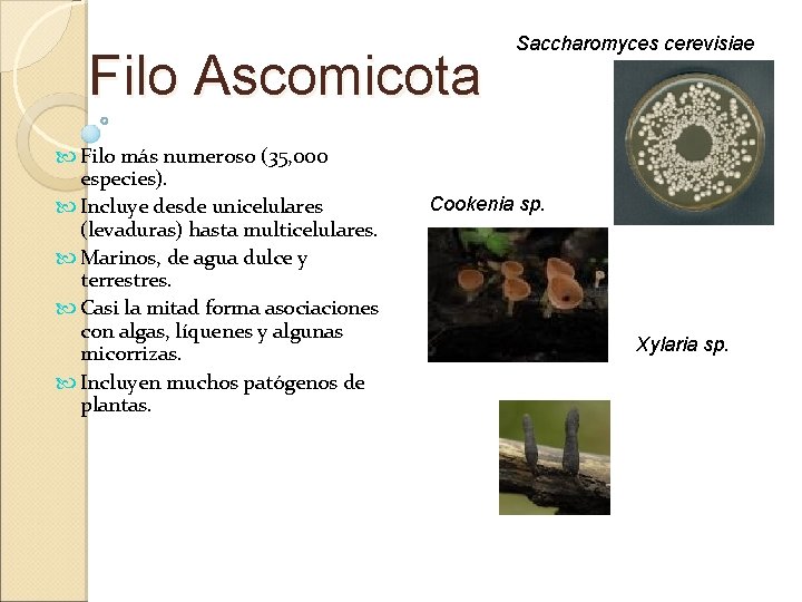 Filo Ascomicota Filo más numeroso (35, 000 especies). Incluye desde unicelulares (levaduras) hasta multicelulares.