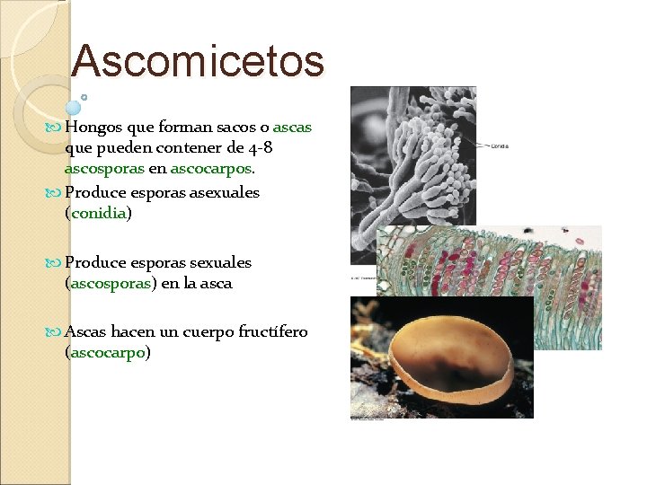 Ascomicetos Hongos que forman sacos o ascas que pueden contener de 4 -8 ascosporas