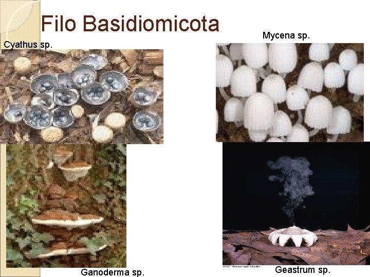 Filo Basidiomicota Cyathus sp. Ganoderma sp. Mycena sp. Geastrum sp. 