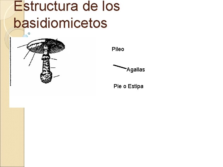 Estructura de los basidiomicetos Pileo Agallas Pie o Estipa 
