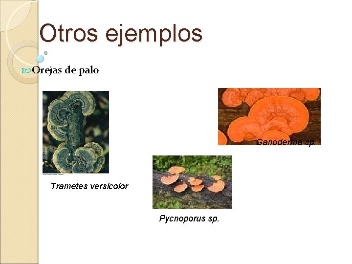 Otros ejemplos Orejas de palo Ganoderma sp. Trametes versicolor Pycnoporus sp. 