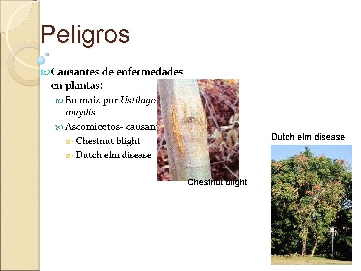 Peligros Causantes de enfermedades en plantas: En maíz por Ustilago maydis Ascomicetos- causantes de: