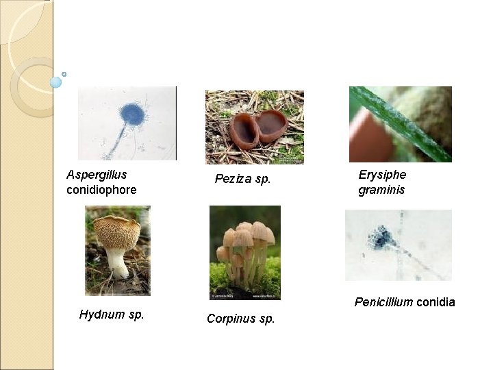 Aspergillus conidiophore Hydnum sp. Peziza sp. Erysiphe graminis Penicillium conidia Corpinus sp. 