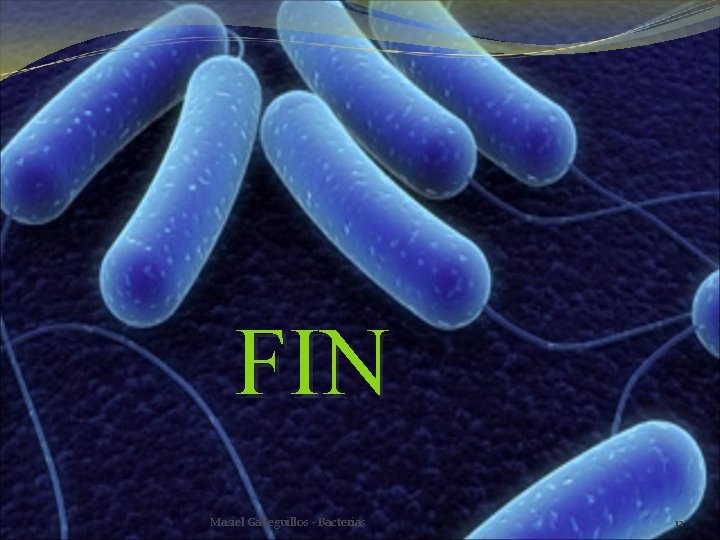 FIN Masiel Galleguillos - Bacterias 12 