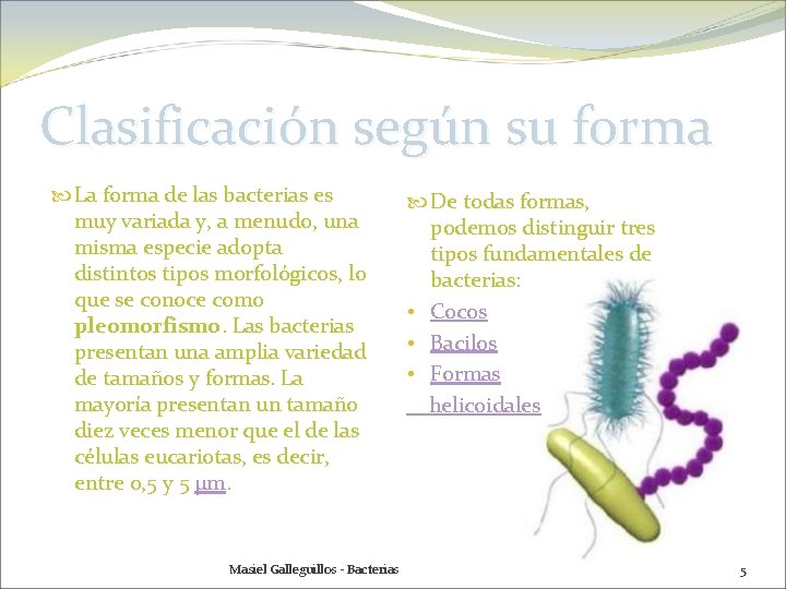 Clasificación según su forma La forma de las bacterias es muy variada y, a