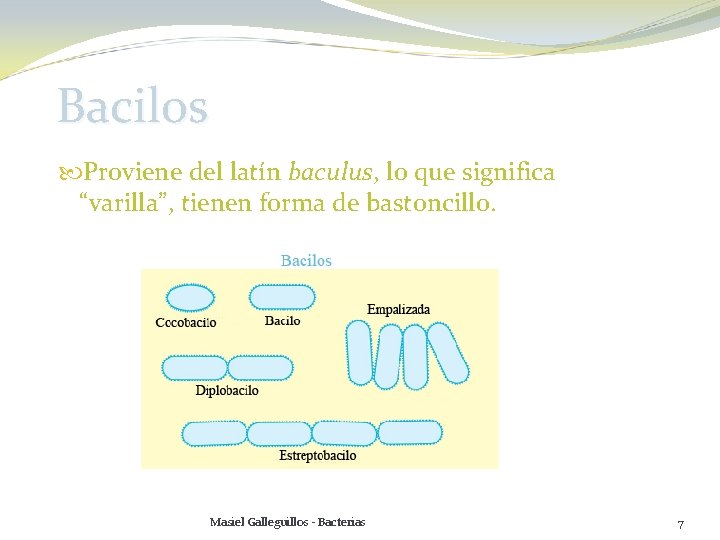 Bacilos Proviene del latín baculus, lo que significa “varilla”, tienen forma de bastoncillo. Masiel