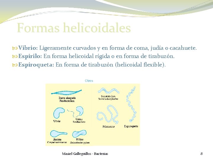 Formas helicoidales Vibrio: Ligeramente curvados y en forma de coma, judía o cacahuete. Espirilo: