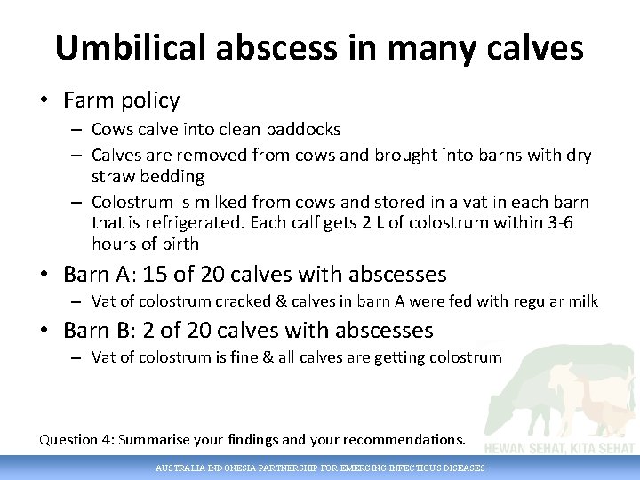 Umbilical abscess in many calves • Farm policy – Cows calve into clean paddocks