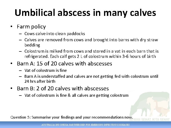 Umbilical abscess in many calves • Farm policy – Cows calve into clean paddocks