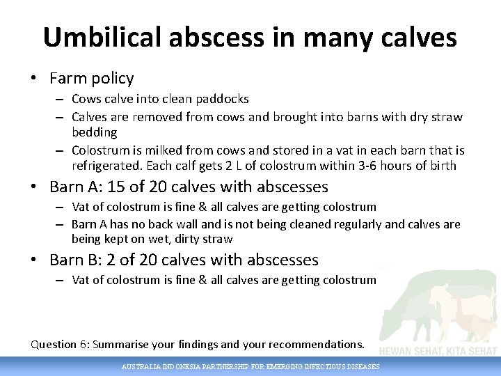 Umbilical abscess in many calves • Farm policy – Cows calve into clean paddocks