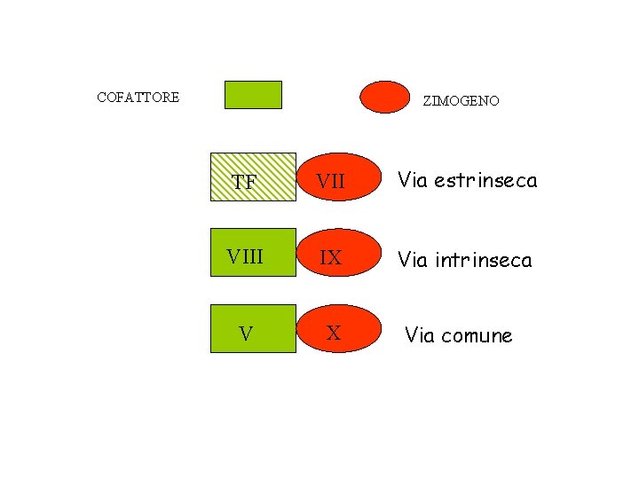 COFATTORE ZIMOGENO TF VII Via estrinseca VIII IX Via intrinseca V X Via comune