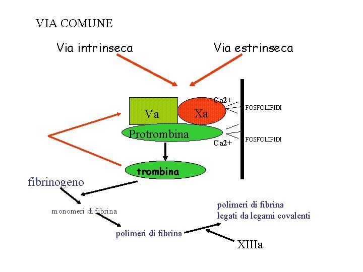 VIA COMUNE Via intrinseca Via estrinseca Ca 2+ Va Protrombina Xa Ca 2+ FOSFOLIPIDI