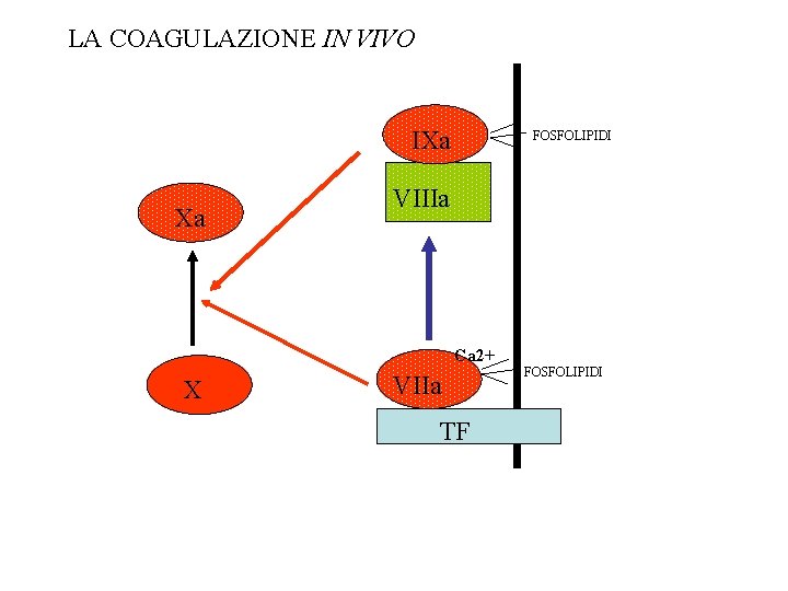 LA COAGULAZIONE IN VIVO IXa Xa FOSFOLIPIDI VIIIa Ca 2+ X VIIa TF FOSFOLIPIDI