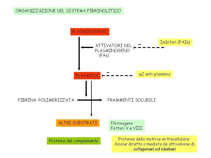 ORGANIZZAZIONE DEL SISTEMA FIBRINOLITICO PLASMINOGENO ATTIVATORI DEL PLASMINOGENO (PAs) PLASMINA FIBRINA POLIMERIZZATA ALTRI SUBSTRATI