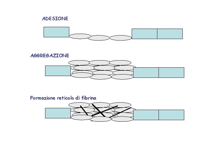 ADESIONE AGGREGAZIONE Formazione reticolo di fibrina 