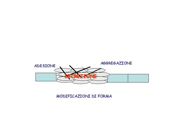 AGGREGAZIONE ADESIONE SECREZIONE MODIFICAZIONI DI FORMA 