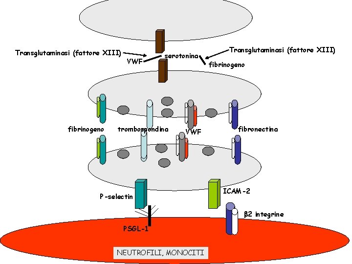 Transglutaminasi (fattore XIII) fibrinogeno VWF serotonina trombospondina VWF P-selectin Transglutaminasi (fattore XIII) fibrinogeno fibronectina