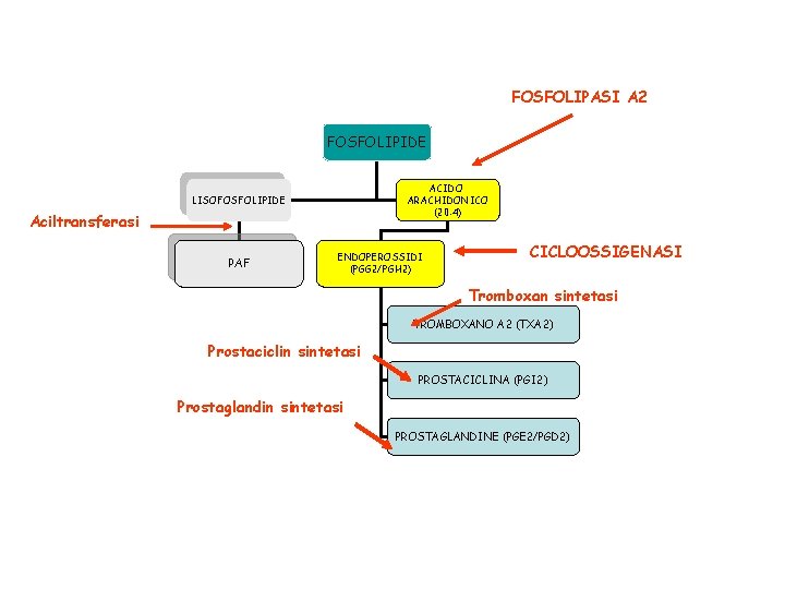 FOSFOLIPASI A 2 FOSFOLIPIDE ACIDO ARACHIDONICO (20: 4) LISOFOSFOLIPIDE Aciltransferasi PAF ENDOPEROSSIDI (PGG 2/PGH