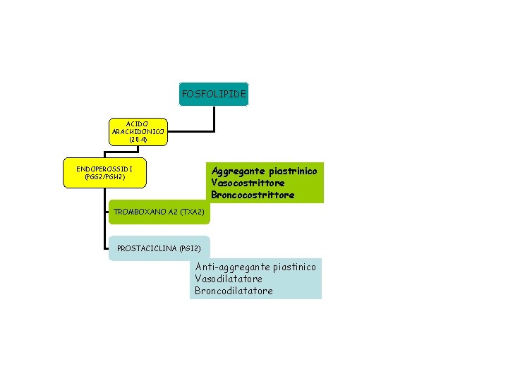 FOSFOLIPIDE ACIDO ARACHIDONICO (20: 4) Aggregante piastrinico Vasocostrittore Broncocostrittore ENDOPEROSSIDI (PGG 2/PGH 2) TROMBOXANO
