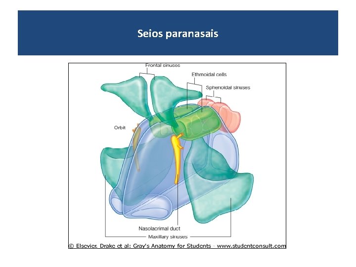 Seios paranasais 