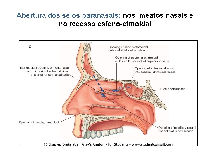 Abertura dos seios paranasais: nos meatos nasais e no recesso esfeno-etmoidal 