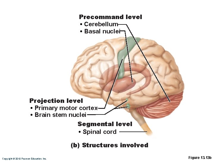 Precommand level • Cerebellum • Basal nuclei Projection level • Primary motor cortex •