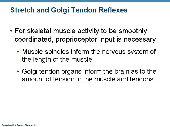 Stretch and Golgi Tendon Reflexes • For skeletal muscle activity to be smoothly coordinated,