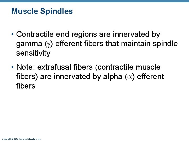 Muscle Spindles • Contractile end regions are innervated by gamma ( ) efferent fibers