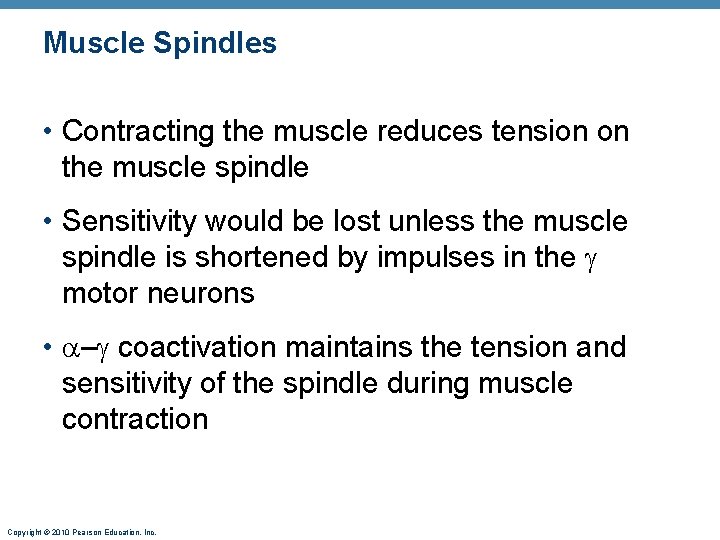 Muscle Spindles • Contracting the muscle reduces tension on the muscle spindle • Sensitivity