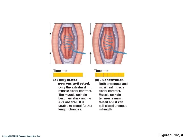 Time (c) Only motor (d) - Coactivation. neurons activated. Both extrafusal and intrafusal muscle