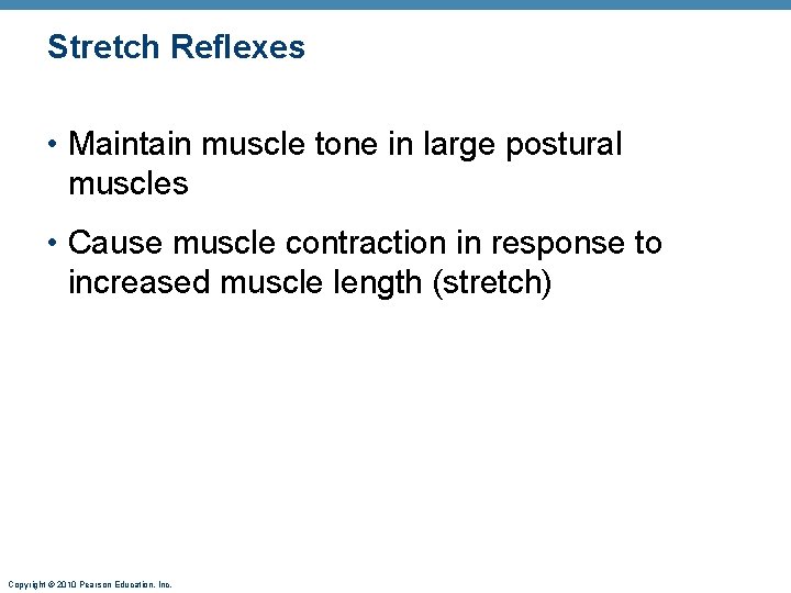 Stretch Reflexes • Maintain muscle tone in large postural muscles • Cause muscle contraction