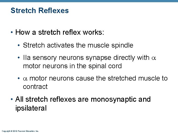 Stretch Reflexes • How a stretch reflex works: • Stretch activates the muscle spindle