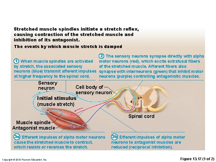 Stretched muscle spindles initiate a stretch reflex, causing contraction of the stretched muscle and