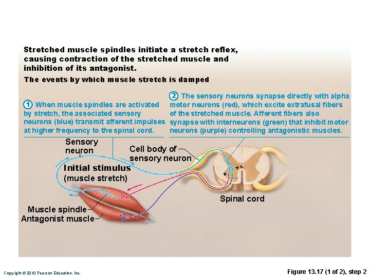 Stretched muscle spindles initiate a stretch reflex, causing contraction of the stretched muscle and